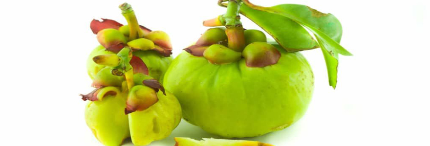 utilisation de la garcinia cambogia