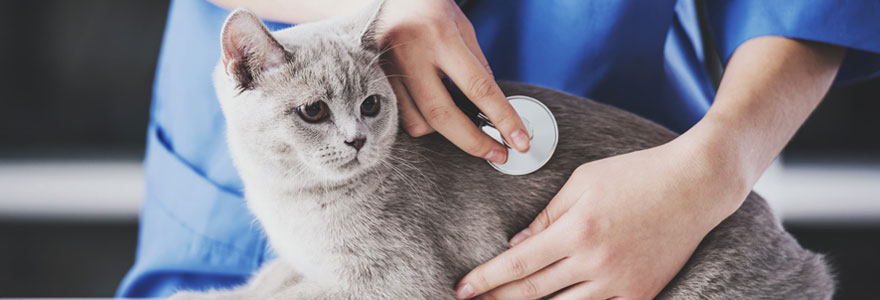 Trouver votre urgence vétérinaire à Toulouse