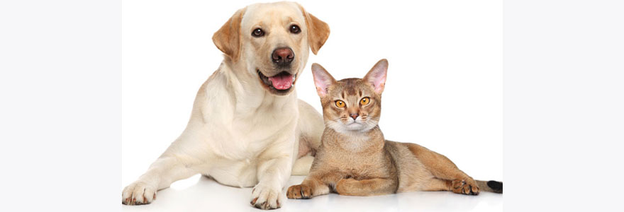 Chiens et chats