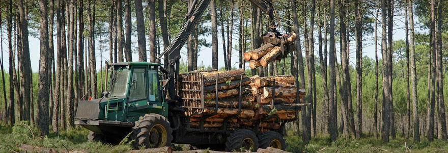 investissement forestier